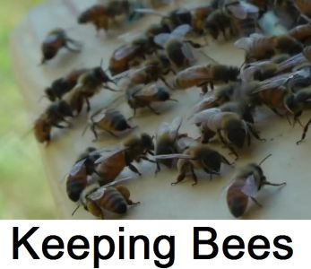 Keeping Bees